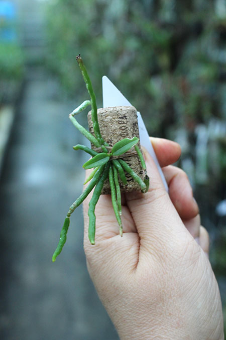 Chiloschista ramifera.jpg