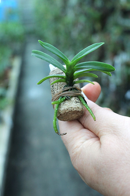 Neofinetia falcata Shoutenno x Renanthera citrina.jpg