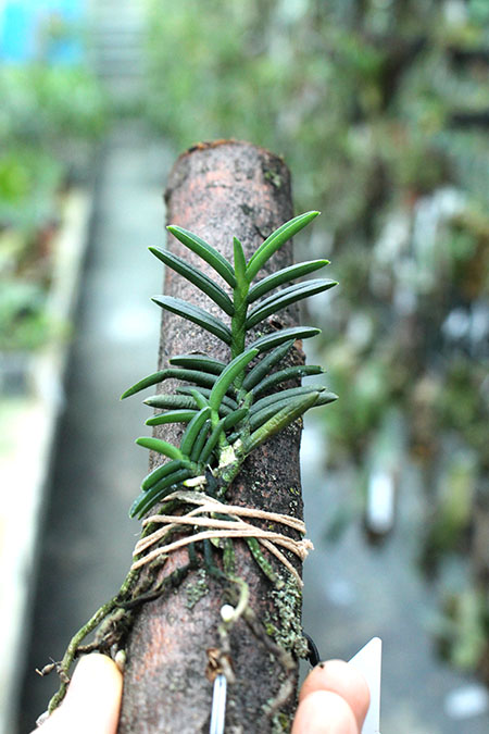 Omoea philippinensis.jpg