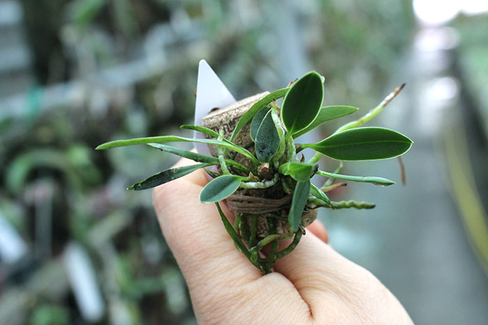 Sophronitis acuensis.jpg