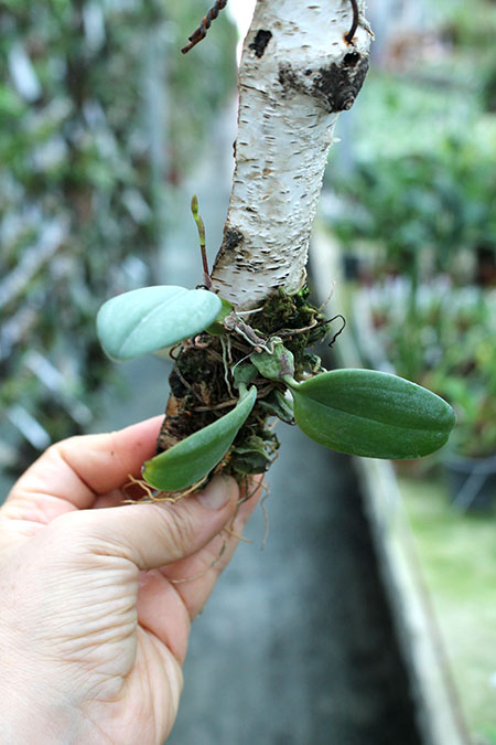 Bulbophyllum plumatum.jpg