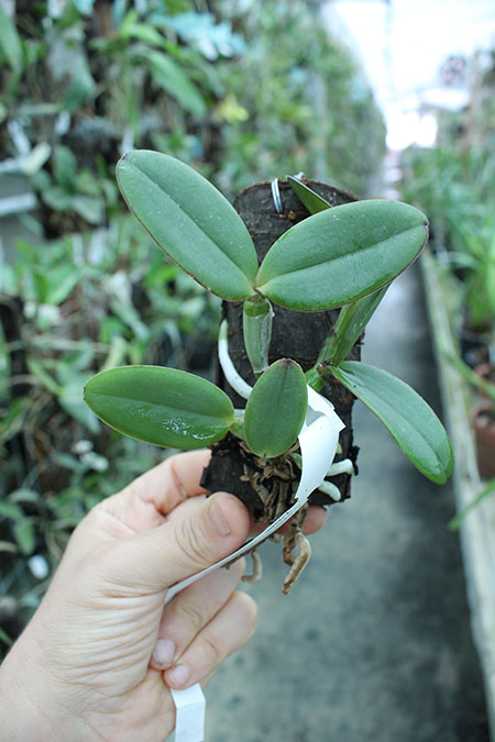 Cattleya schilleriana 'Zaslawski' x 'Surpresa'.jpg