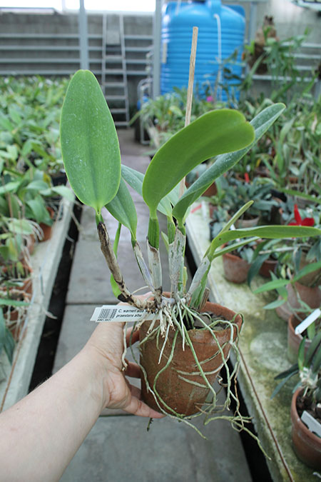 Cattleya warneri alba 'Alvinha' x Laelia praestans alba.jpg