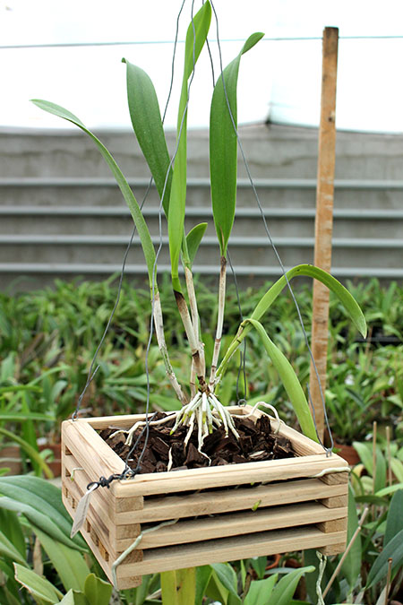 Brassolaeliocattleya Keowee 'Mendenhall'.jpg