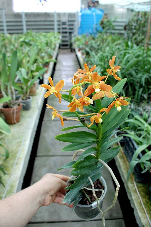 christensonia vietnamica x renanthera philippinensis.JPG