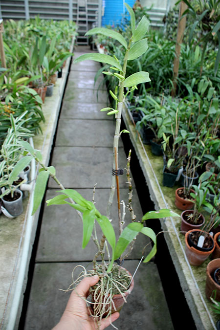 Dendrobium Cassiope.jpg