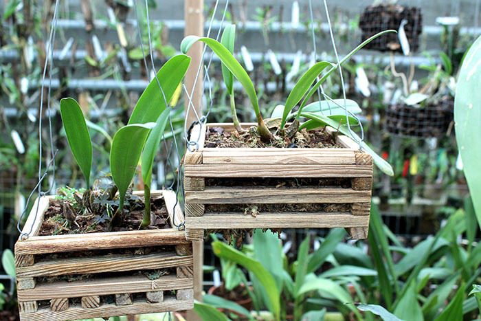 Bulbophyllum medusae.jpg