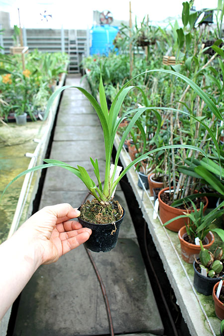 Cymbidium erythrostylum.jpg