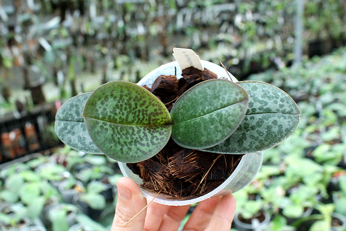 Phalaenopsis stuartiana 'Sogo'.jpg