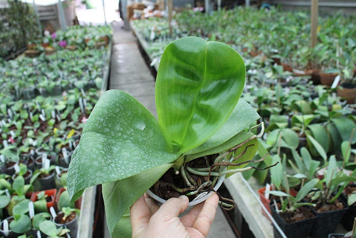 Phalaenopsis Yaphon Sir x Mituo Sun.jpg