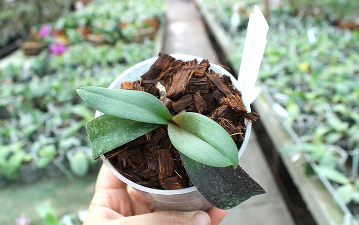 Asconopsis Irene Dobkin 'Orange'.jpg