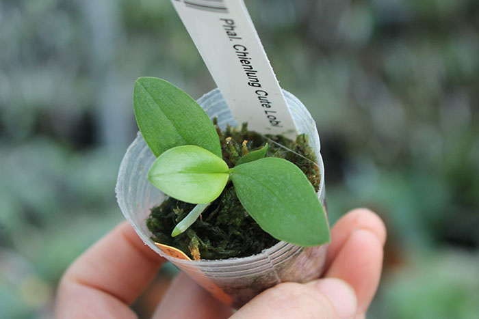 Phalaenopsis Chienlung Cute Lobi.jpg