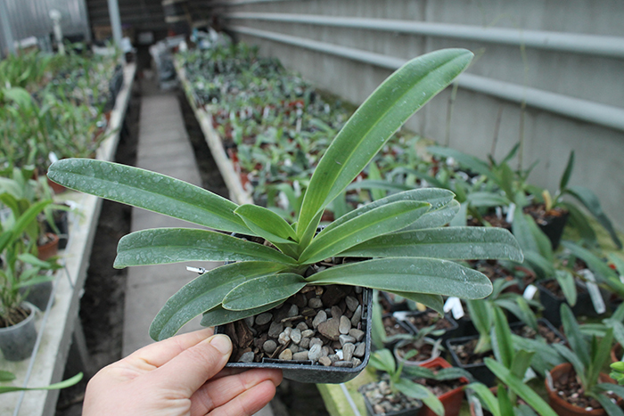 Paphiopedilum helenae x fairrieanum.jpg