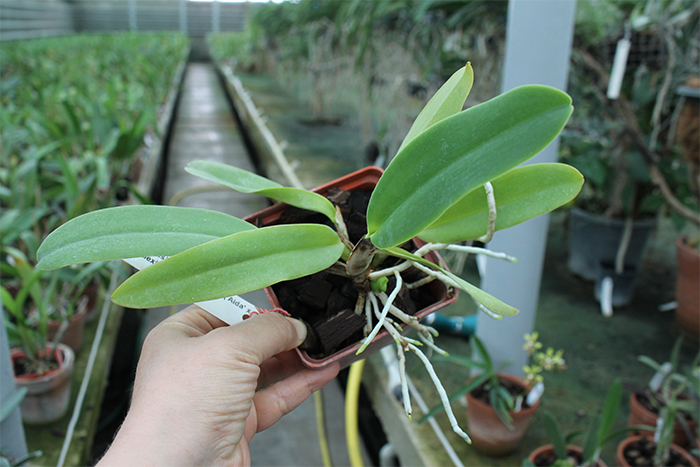 Cattleya gaskelliana coerulea ('Aida' x 'Alexis') x SELF.jpg
