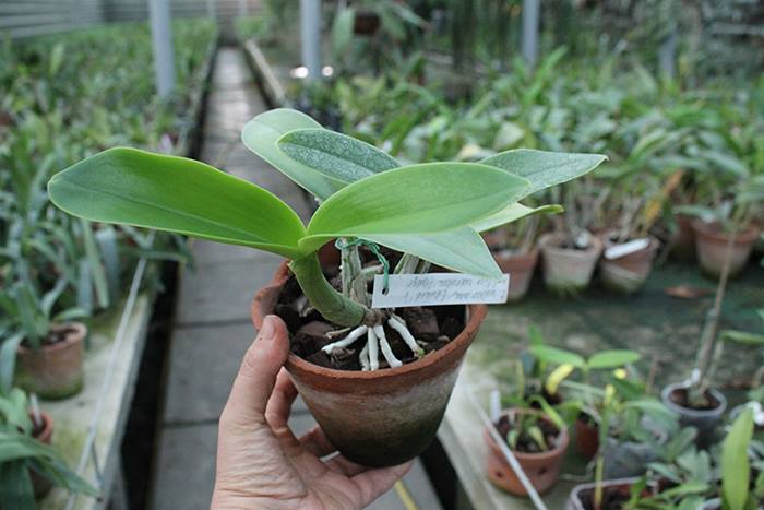 Cattleya walkeriana 'Edward' x nobilior coerulea 'Pledge'.jpg