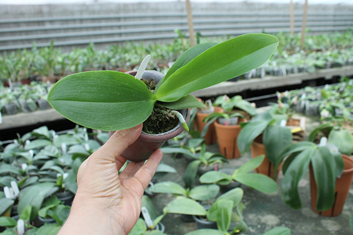 Phalaenopsis Yuan shan Sweet Girl.jpg