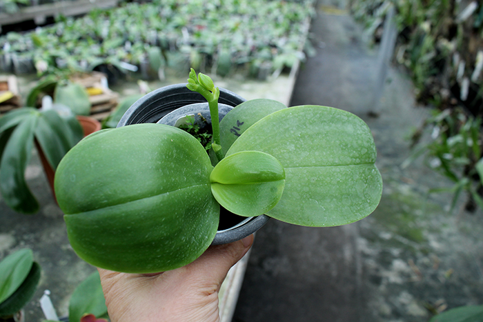 Phalaenopsis Yuda Red Blood x Chingruey's Fancy.jpg