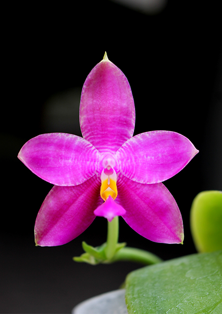 Phalaenopsis Mituo Coral Mambonosa x LD's bear Queen.jpg