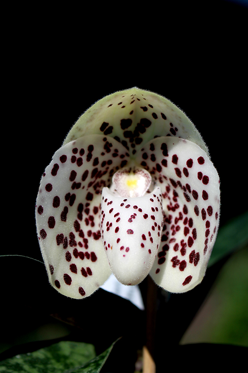 Paphiopedilum bellatulum x wenshanense.jpg