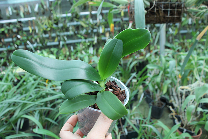 Sedirea japonica x Vandopsis parishii.jpg