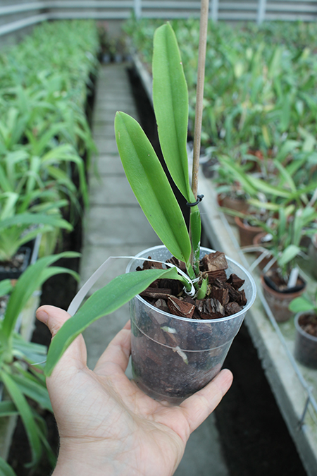Cattleya maxima concolor white lip 'America' x SELF.jpg