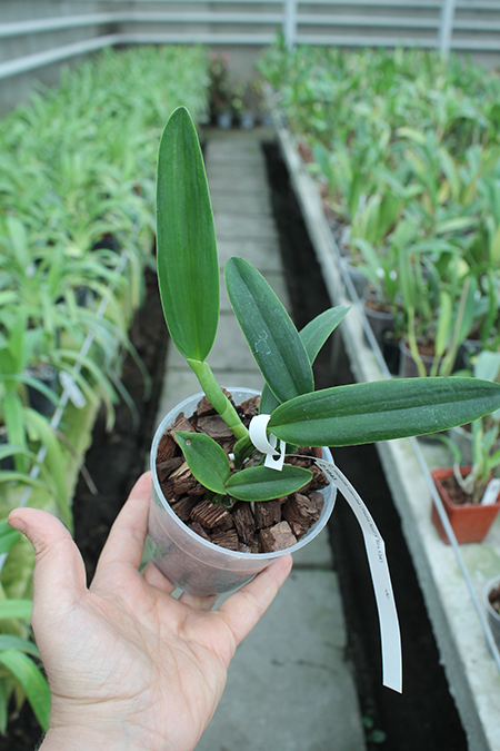 Cattleya mossiae caerulea 'Pedra Azul' x mossiae caerulea 'BH-134'.jpg