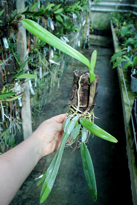 Cattleya luteola aurea 'Ouro' x SELF.jpg