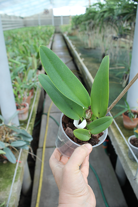 Cattleya warneri concolor 'Z-300' x warneri striata 'EC'.jpg