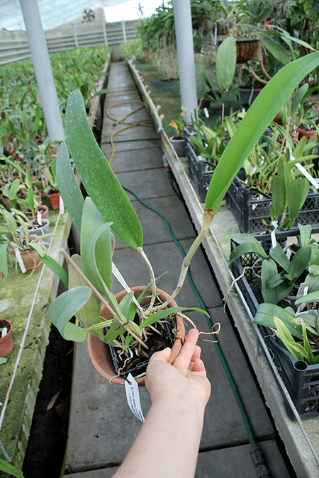 Laelia purpurata alba ('Cunha' x 'Campea') x Cattleya leopoldii 'Cetro de Esmeraldas'.jpg
