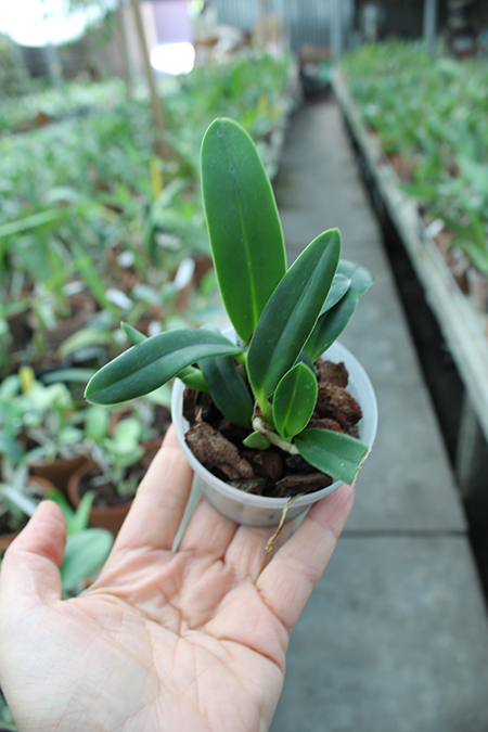 Laelia jongheana.jpg