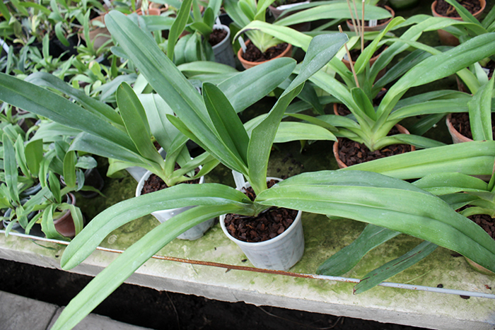 Paphiopedilum Hung Sheng Eagle x rothschildianum.jpg