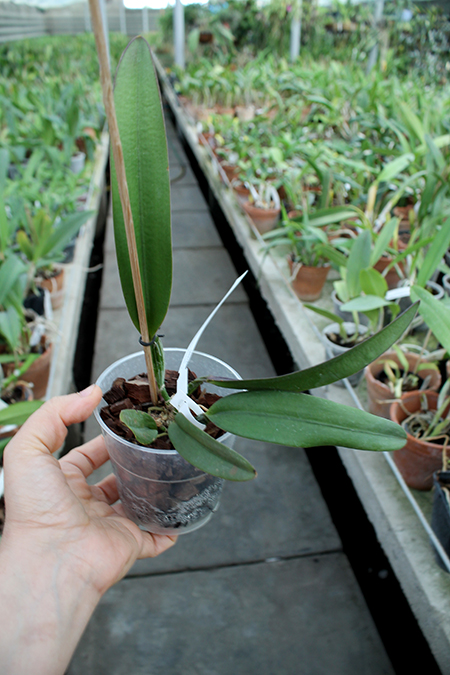 Cattleya lawrenceana flammea 'N1' x lawrenceana flammea 'N 2'.jpg