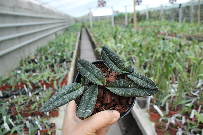 Paphiopedilum armeniacum.jpg