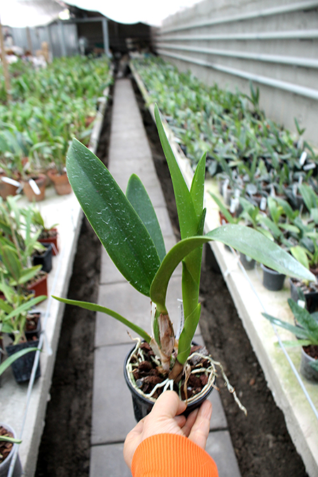 Cattleya Duckitt Ruby No 5 x Laelia anceps lineata.jpg