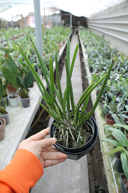 Brassavola nodosa.jpg