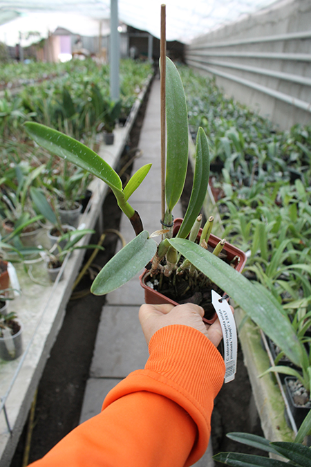 Cattleya eldorado magenta orlata pincelada 'Tapajo' x SELF.jpg