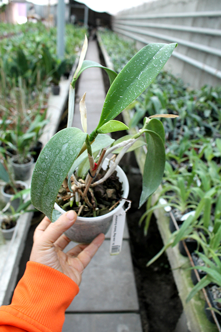 Sophrocattleya June Bug 'Venice Sunshine'.jpg