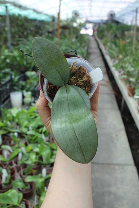 Phalaenopsis gigantea x schilleriana.jpg