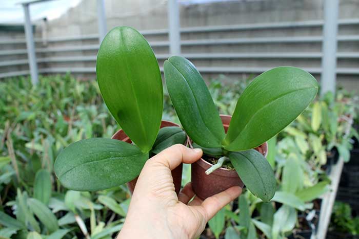 Phalaenopsis (Mituo Sun x Ching Her Buddha).jpg