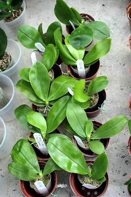 Phalaenopsis Eddy Phantom (Ruby Vasquez x Chang Yi Halo).jpg