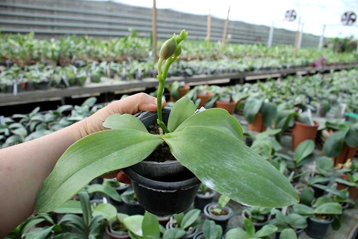 Phalaenopsis tetraspis x Hawaii Dragon Girl.jpg