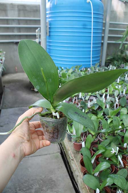 Phalaenopsis Mituo Diamond 'B-2'.jpg