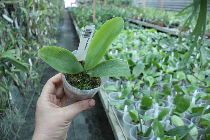 Phalaenopsis zebrina.jpg