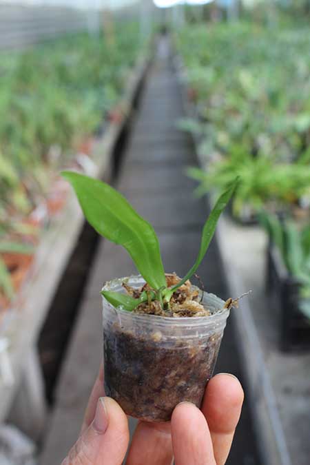 Phalaenopsis zebrina 'Palawan'.jpg