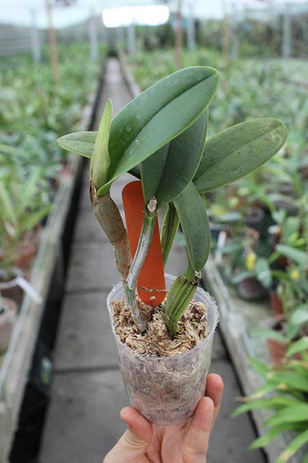 Cattleya Peckhaviensis x Brassavola digbyana.jpg