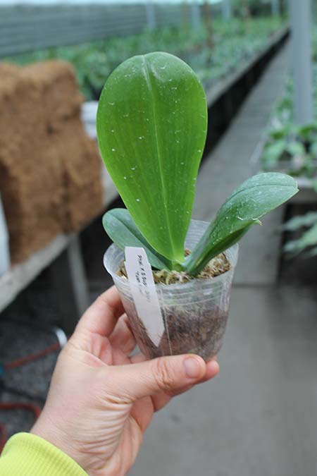 Phalaenopsis KS Super Zebra 'Yuan Shen'.jpg