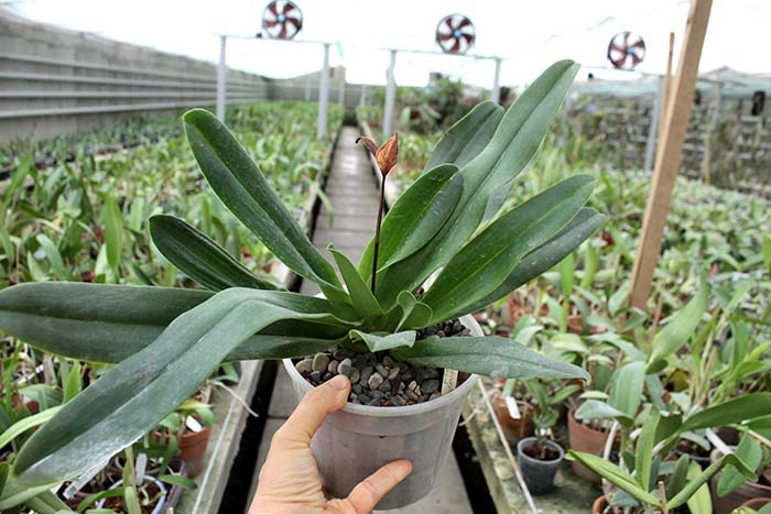 Paphiopedilum rothschildianum x emersonii.jpg