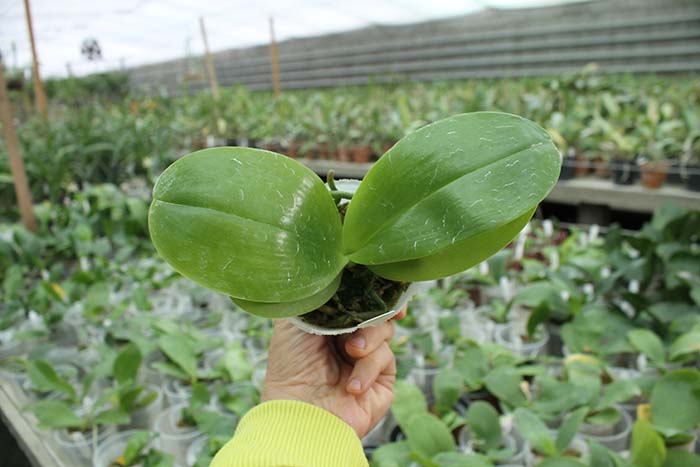 Phalaenopsis Mituo Sun x Palace Reef.jpg