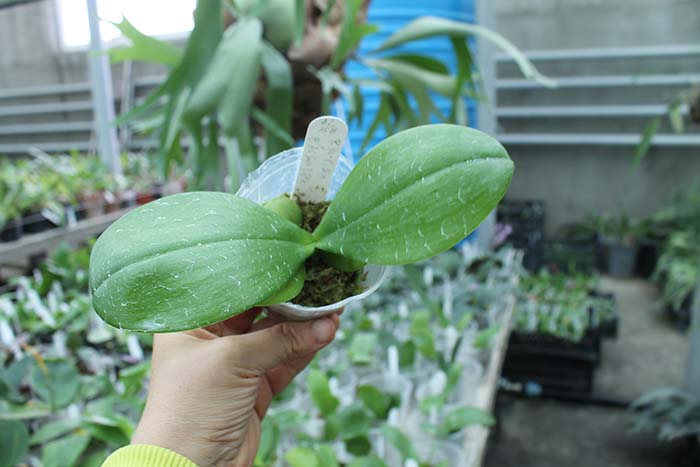 Phalaenopsis Ya-YI Qin x AL Sun Tiger.jpg