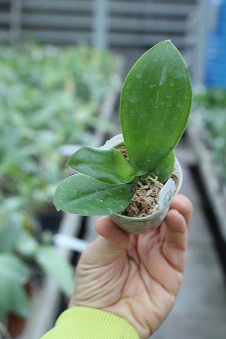 Phalaenopsis KS Super Zebra x AL Sun Tiger.jpg